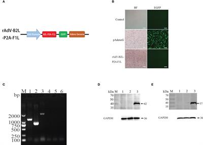 Orf virus DNA prime-protein boost strategy is superior to adenovirus-based vaccination in mice and sheep